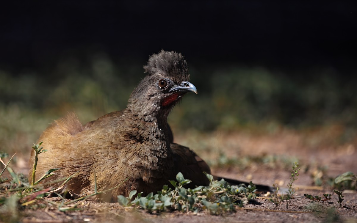 Plain Chachalaca - ML644065446