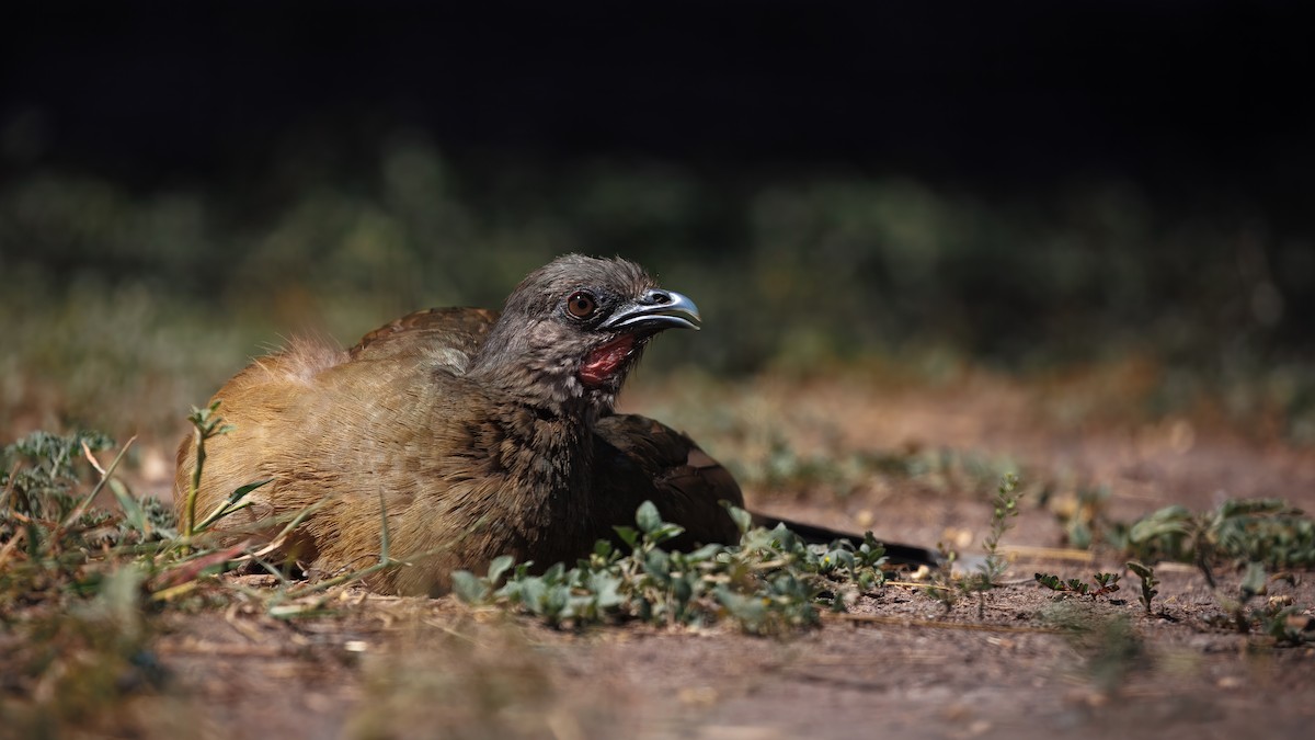 Plain Chachalaca - ML644065447