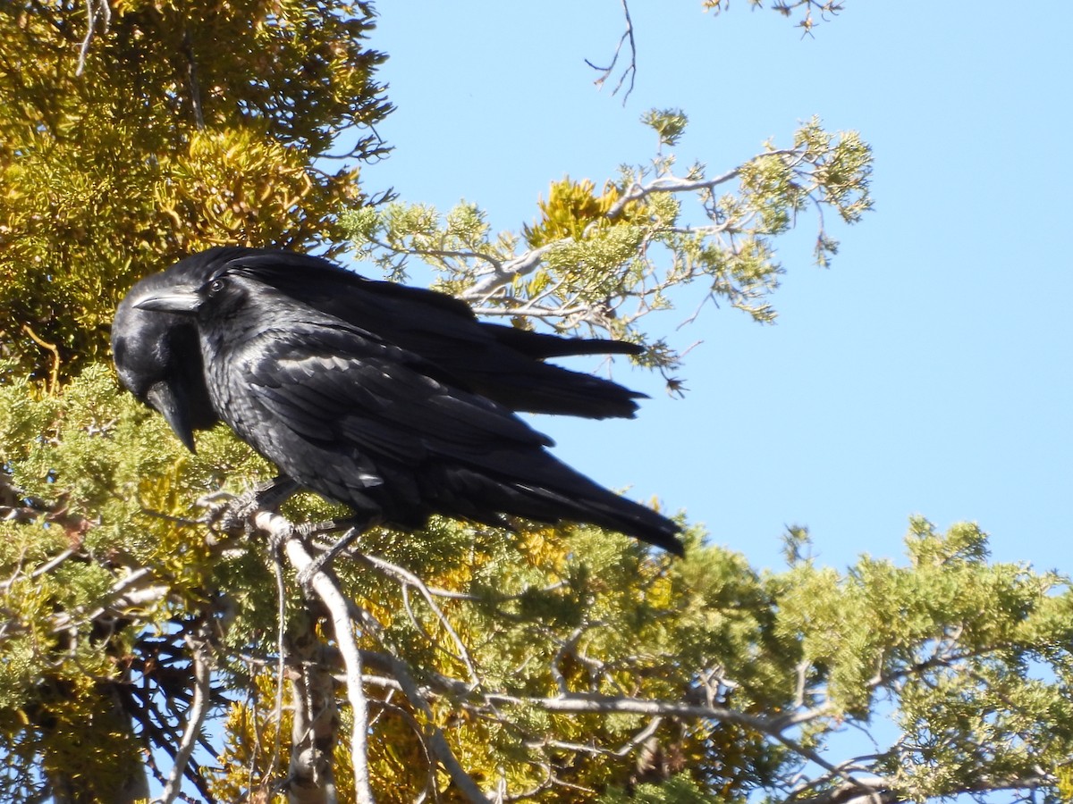 Erroi handia - ML644065449