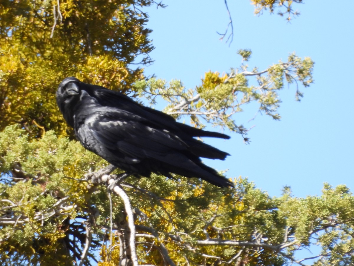 Erroi handia - ML644065450