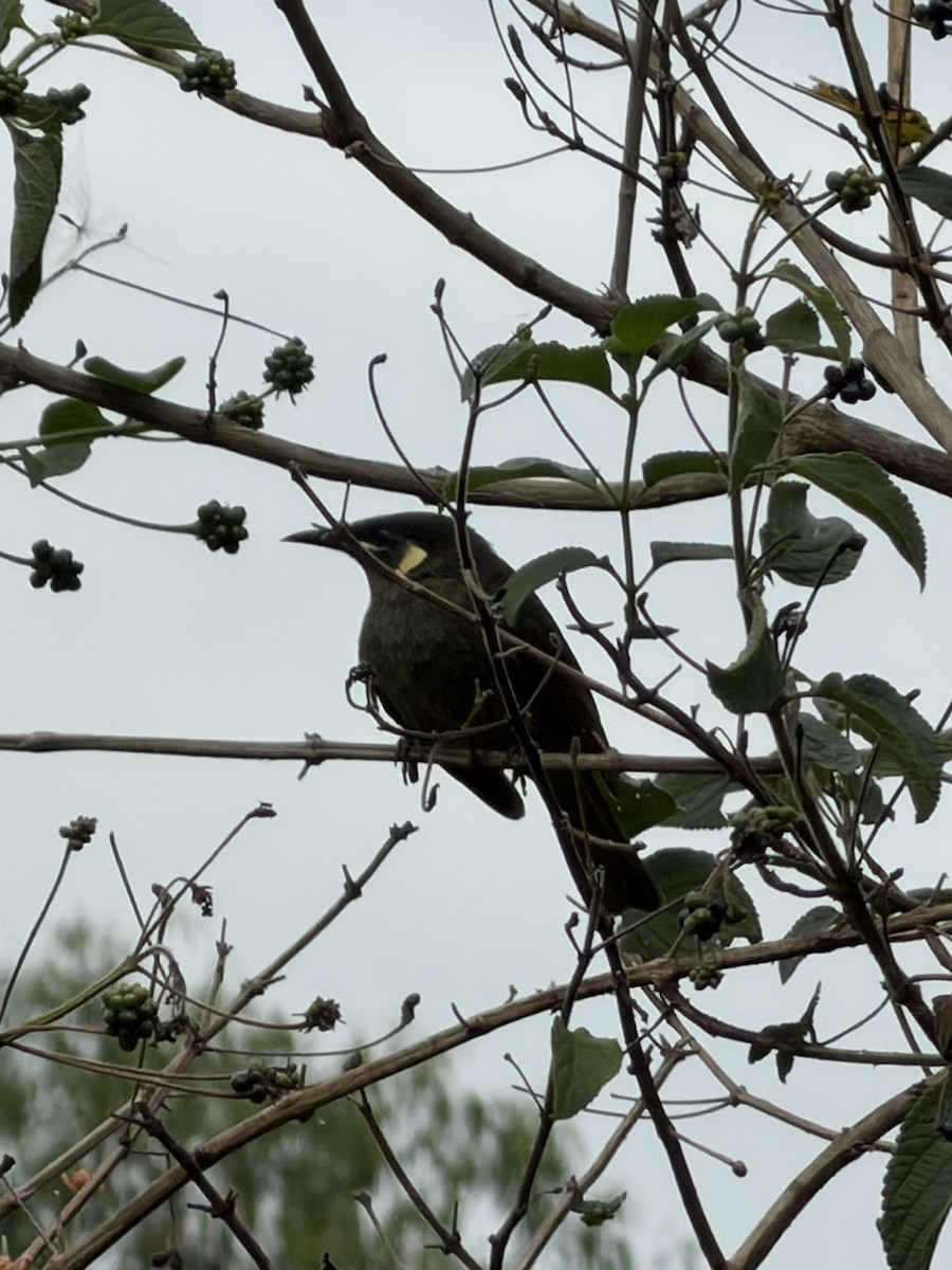 Lewin's Honeyeater - ML644065456