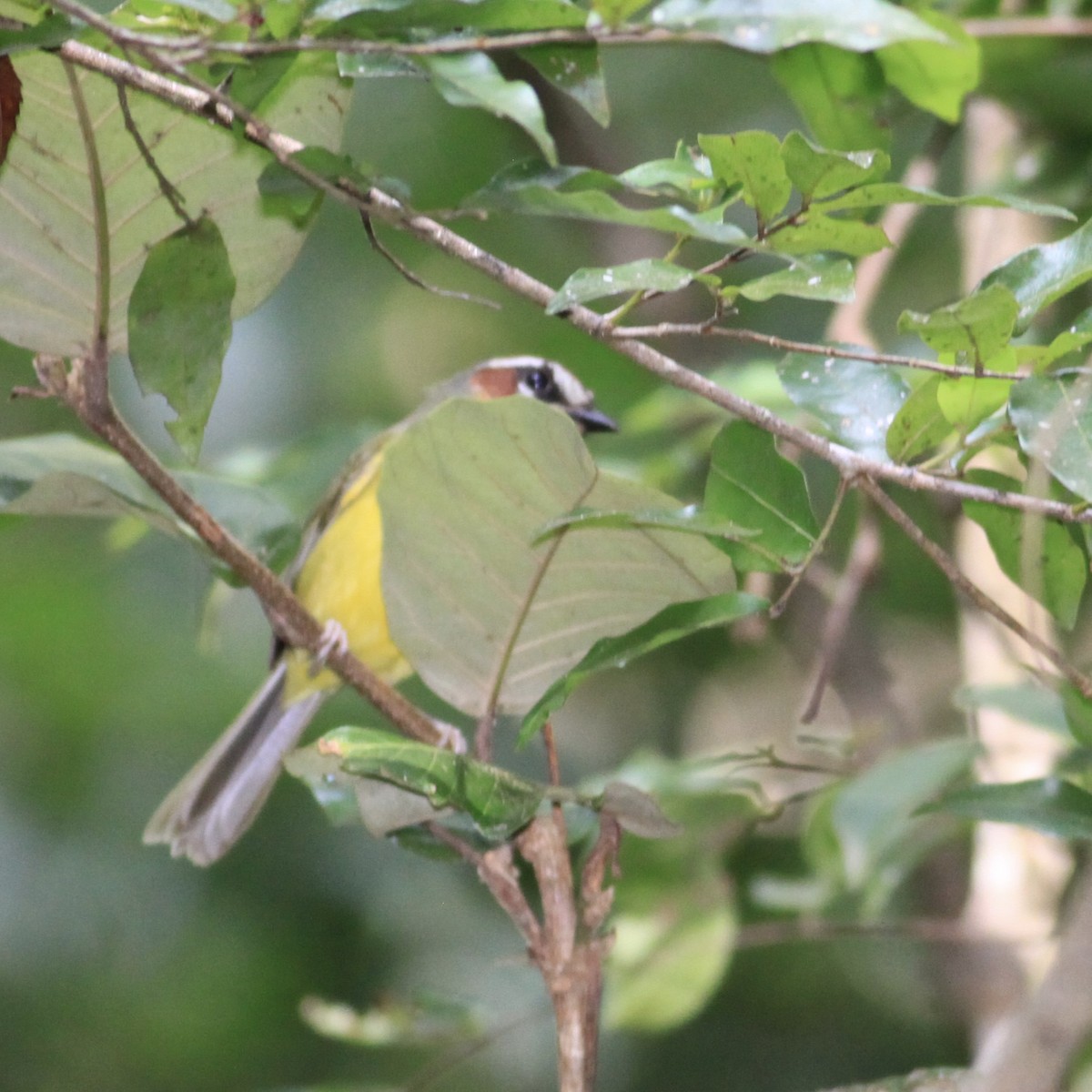 Chestnut-capped Warbler - ML644065469