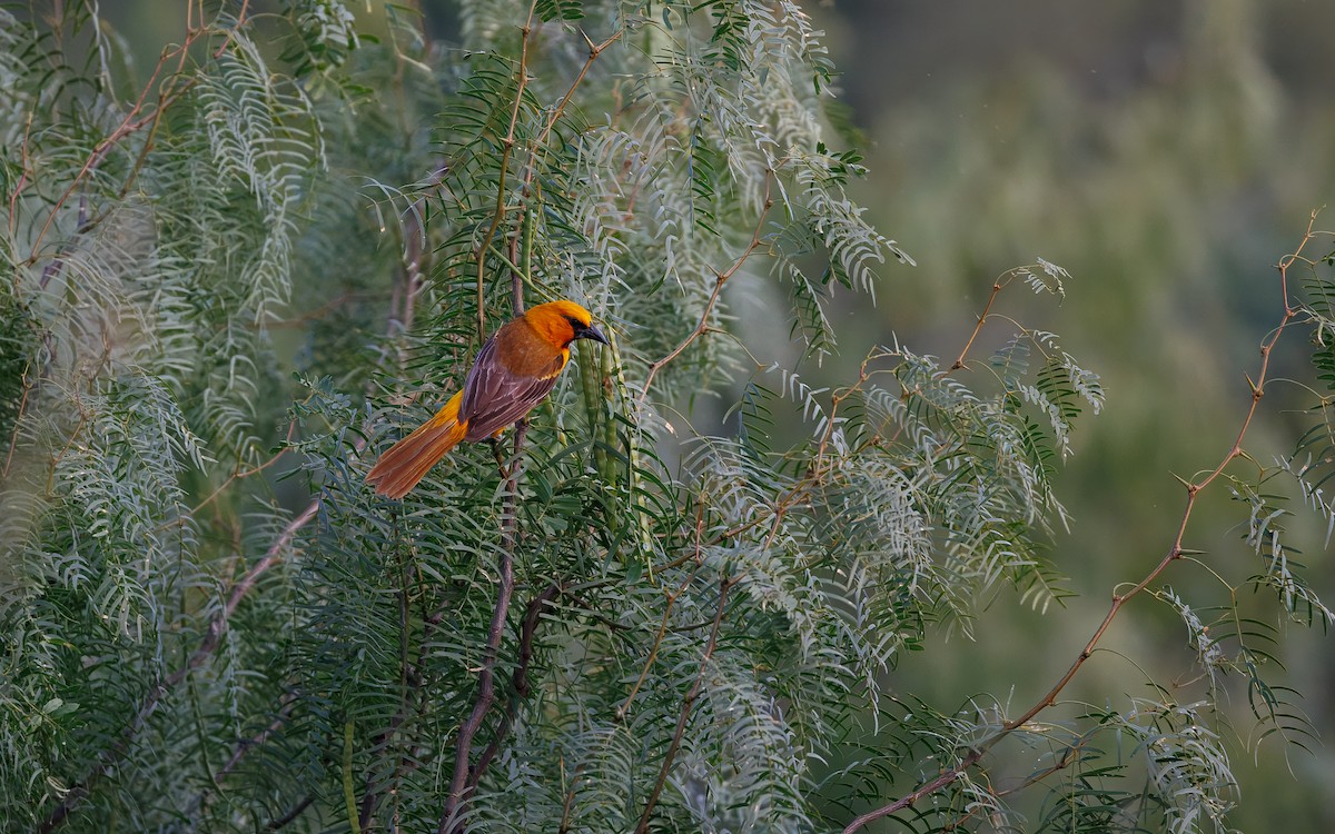 Altamira Oriole - ML644065475