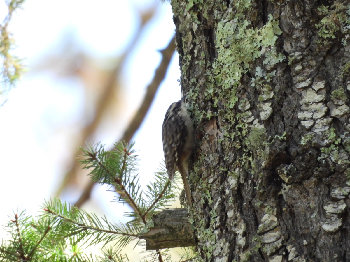 Gerri-txori amerikarra - ML644065477