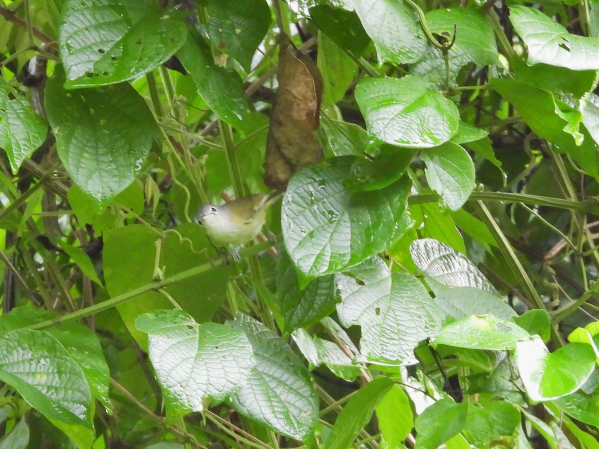 Lesser Greenlet - ML644065481