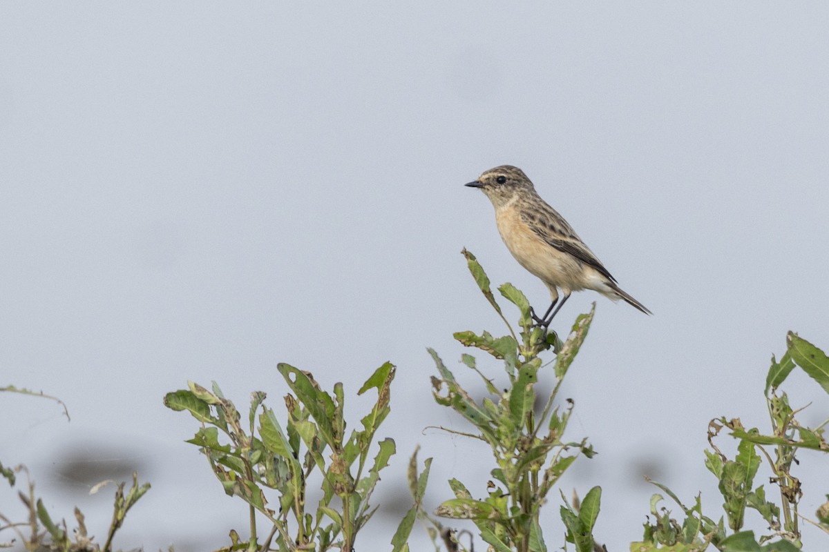 Siberian Stonechat - ML644065490