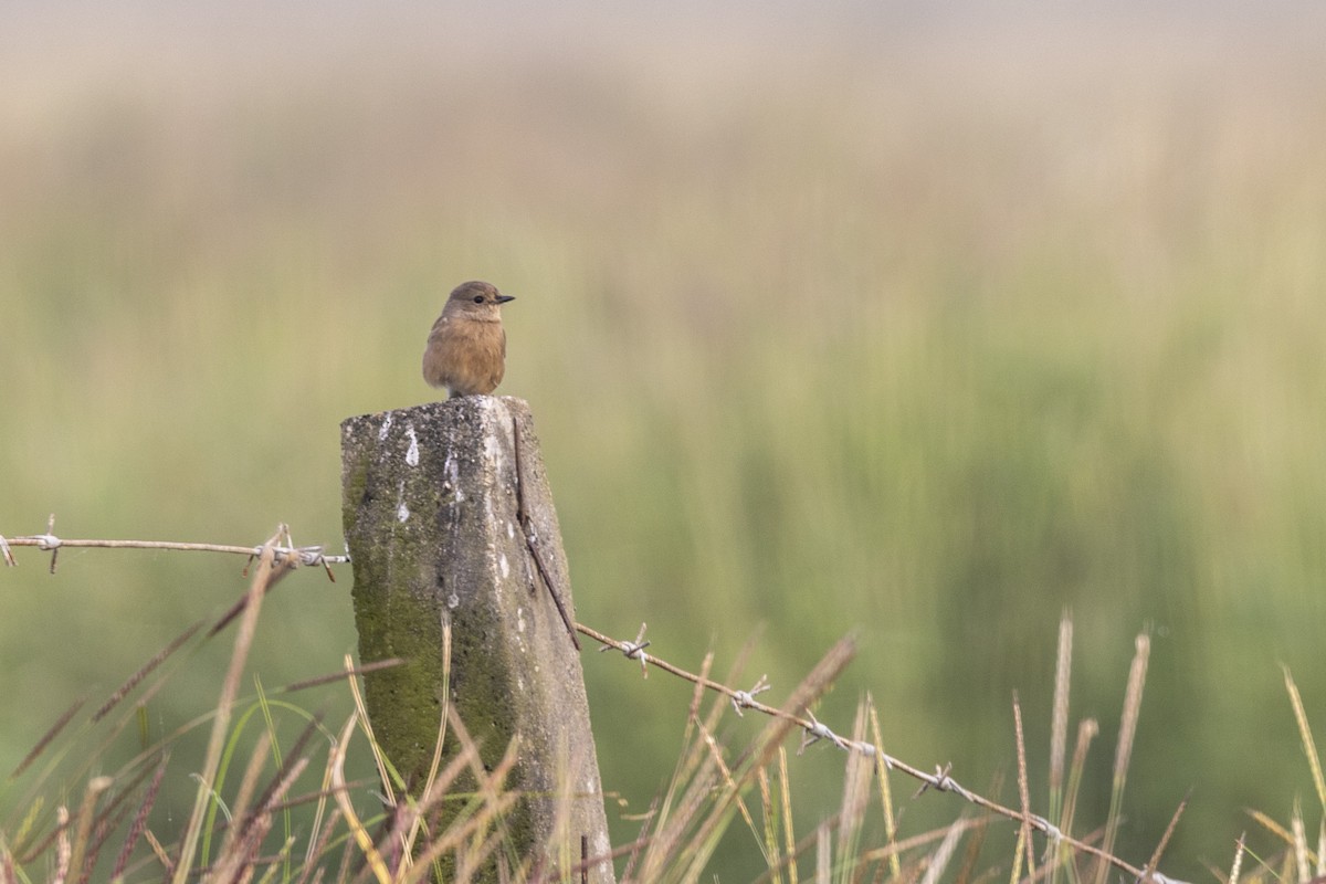Pied Bushchat - ML644065492