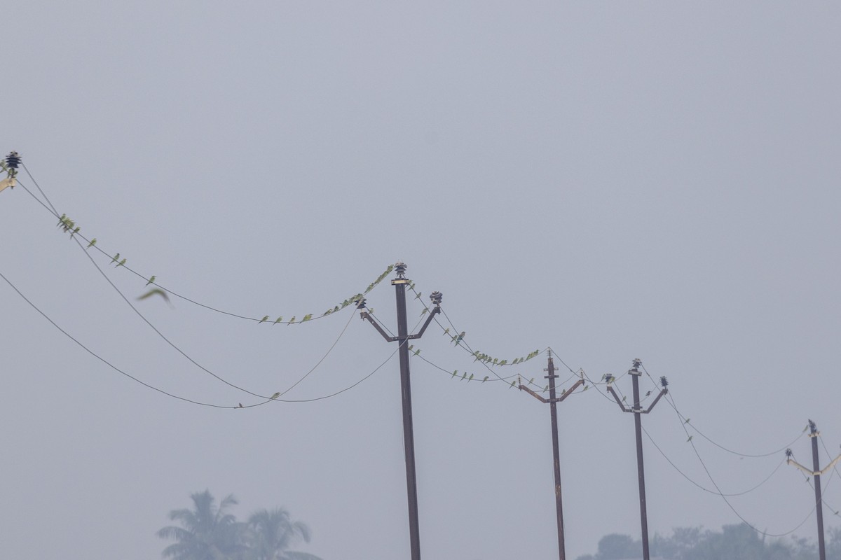 Blue-cheeked Bee-eater - ML644065493