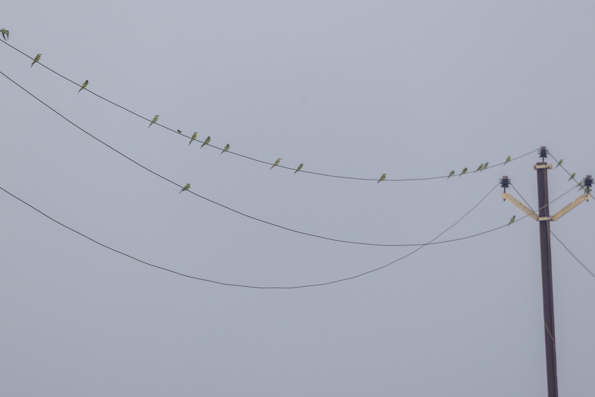 Blue-cheeked Bee-eater - ML644065494