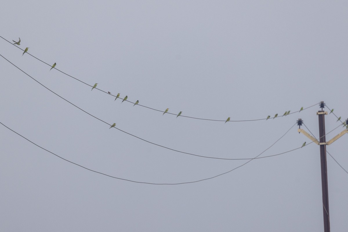 Blue-cheeked Bee-eater - ML644065495