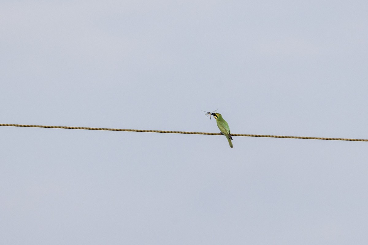 Blue-cheeked Bee-eater - ML644065496