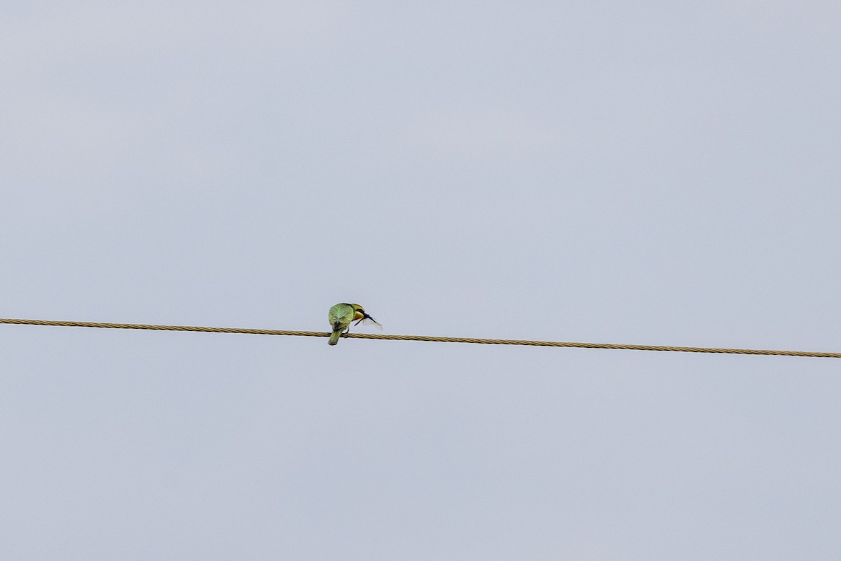 Blue-cheeked Bee-eater - ML644065497