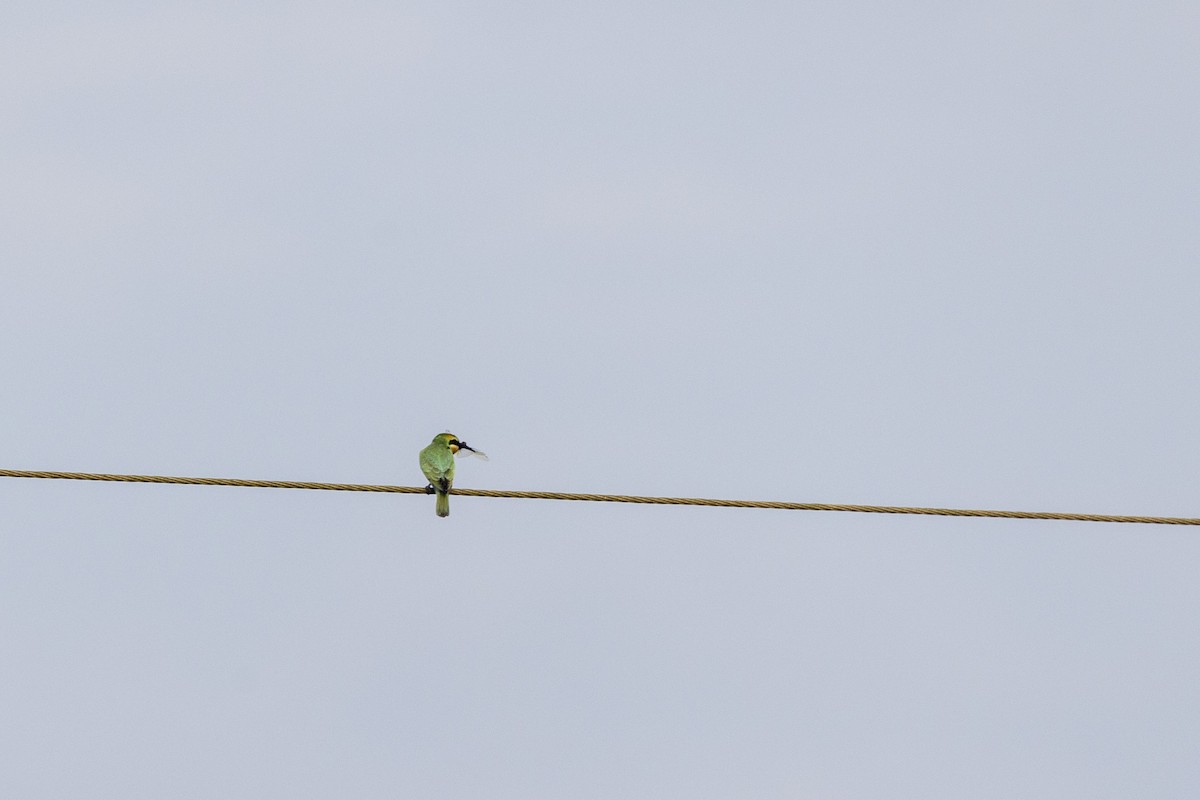 Blue-cheeked Bee-eater - ML644065498
