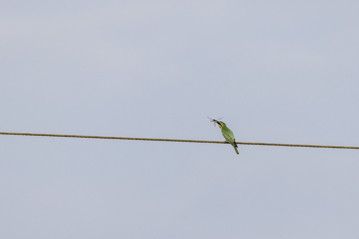 Blue-cheeked Bee-eater - ML644065499