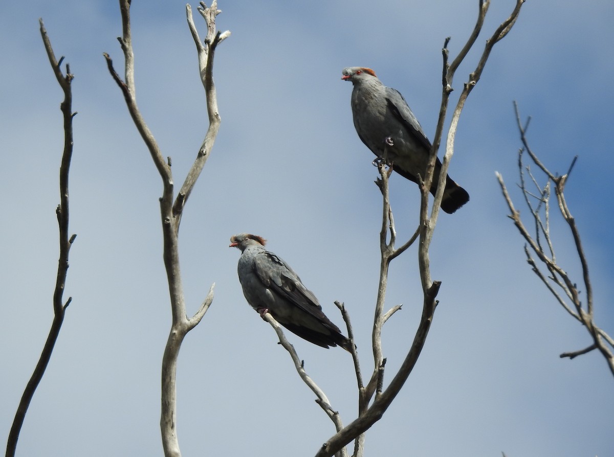 parykkdue - ML644065500