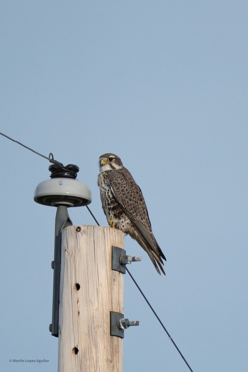 Prairie Falcon - ML644065507