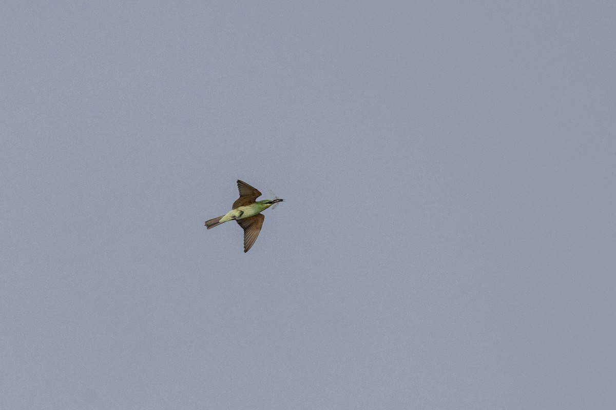Blue-cheeked Bee-eater - ML644065516
