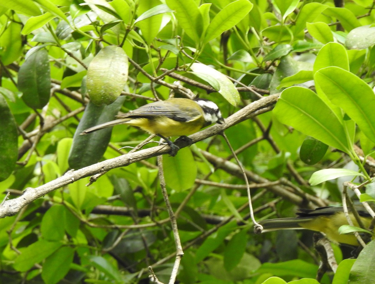 Eastern Shrike-tit - ML644065519