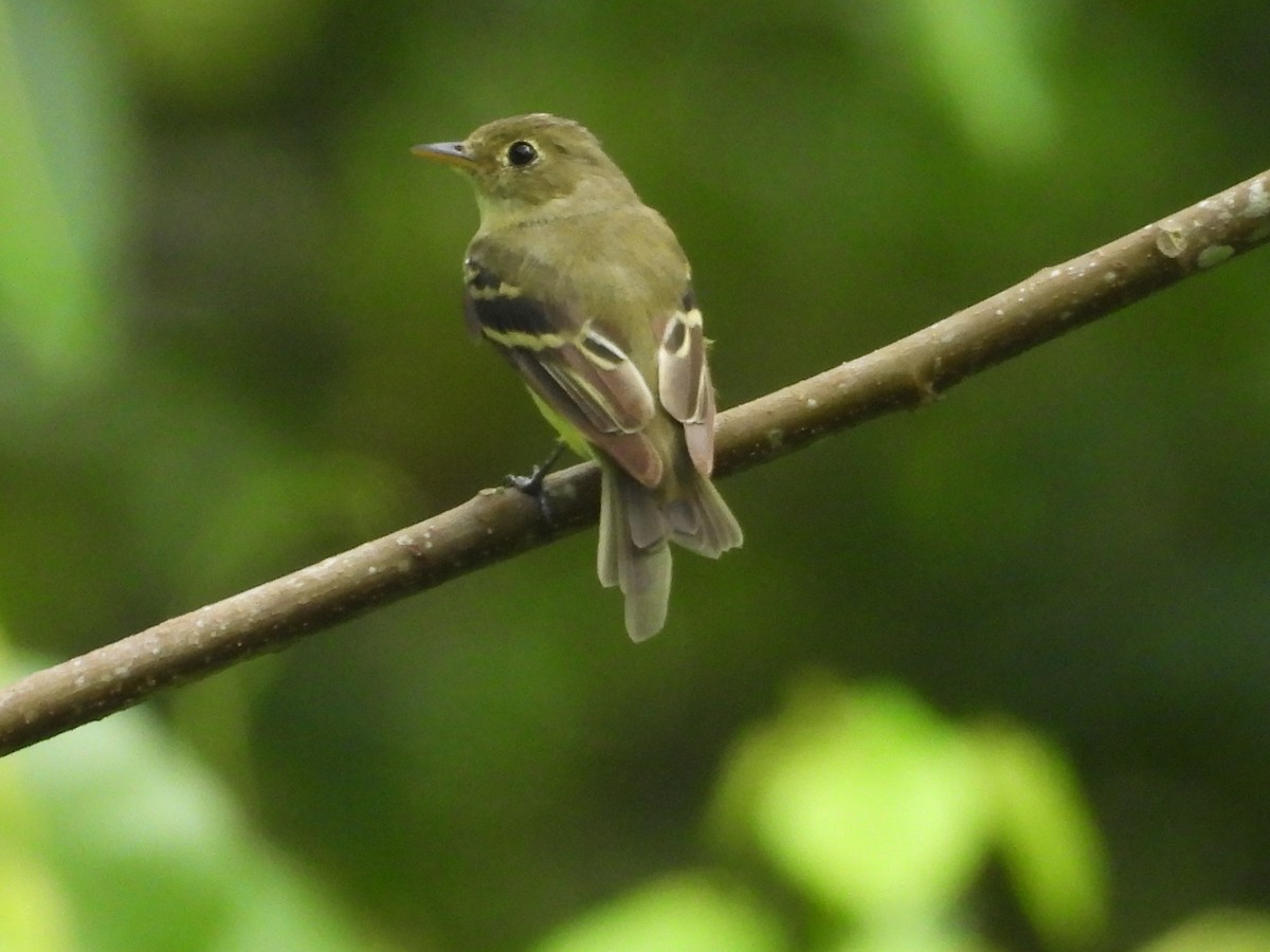 Yellow-bellied Flycatcher - ML644065531