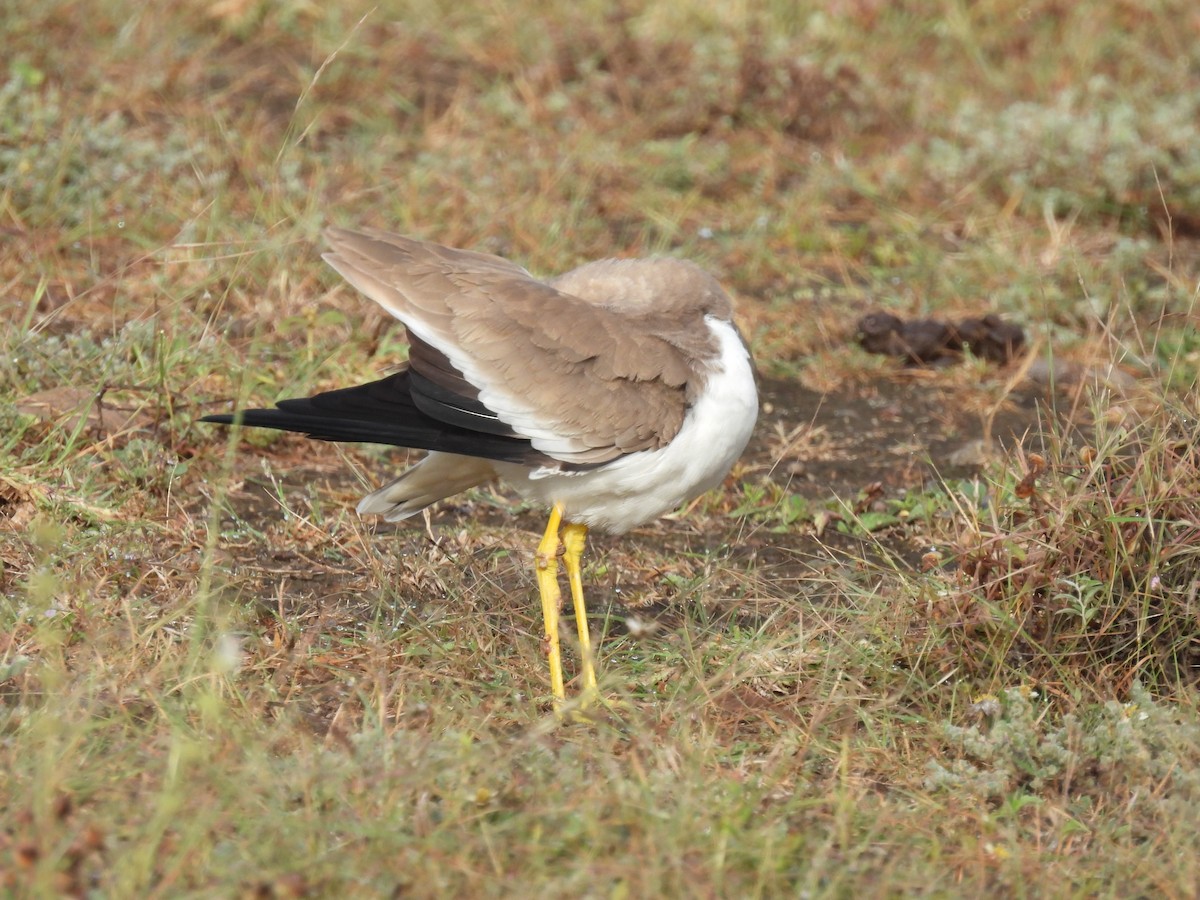 Yellow-wattled Lapwing - ML644065534