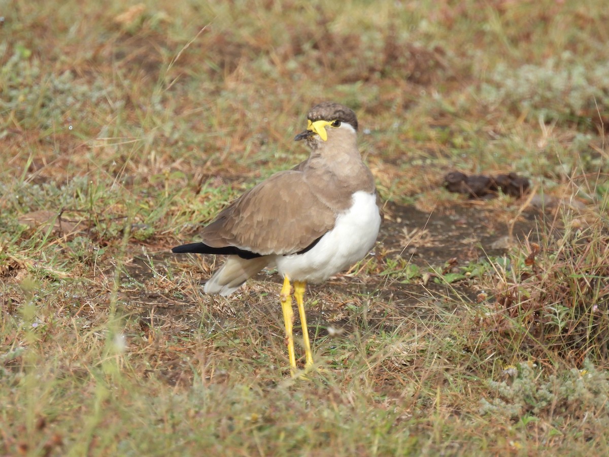 Yellow-wattled Lapwing - ML644065535