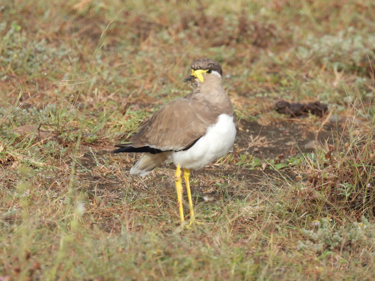 Yellow-wattled Lapwing - ML644065536