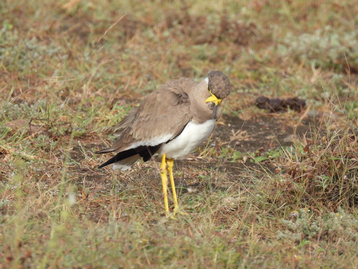 Yellow-wattled Lapwing - ML644065537