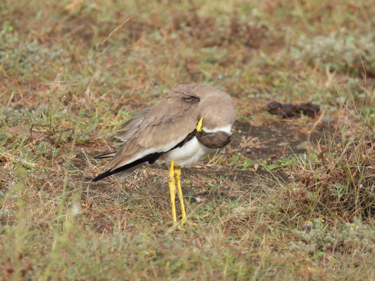 Yellow-wattled Lapwing - ML644065538