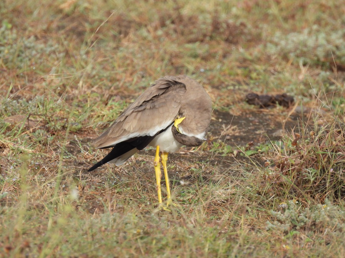 Yellow-wattled Lapwing - ML644065539