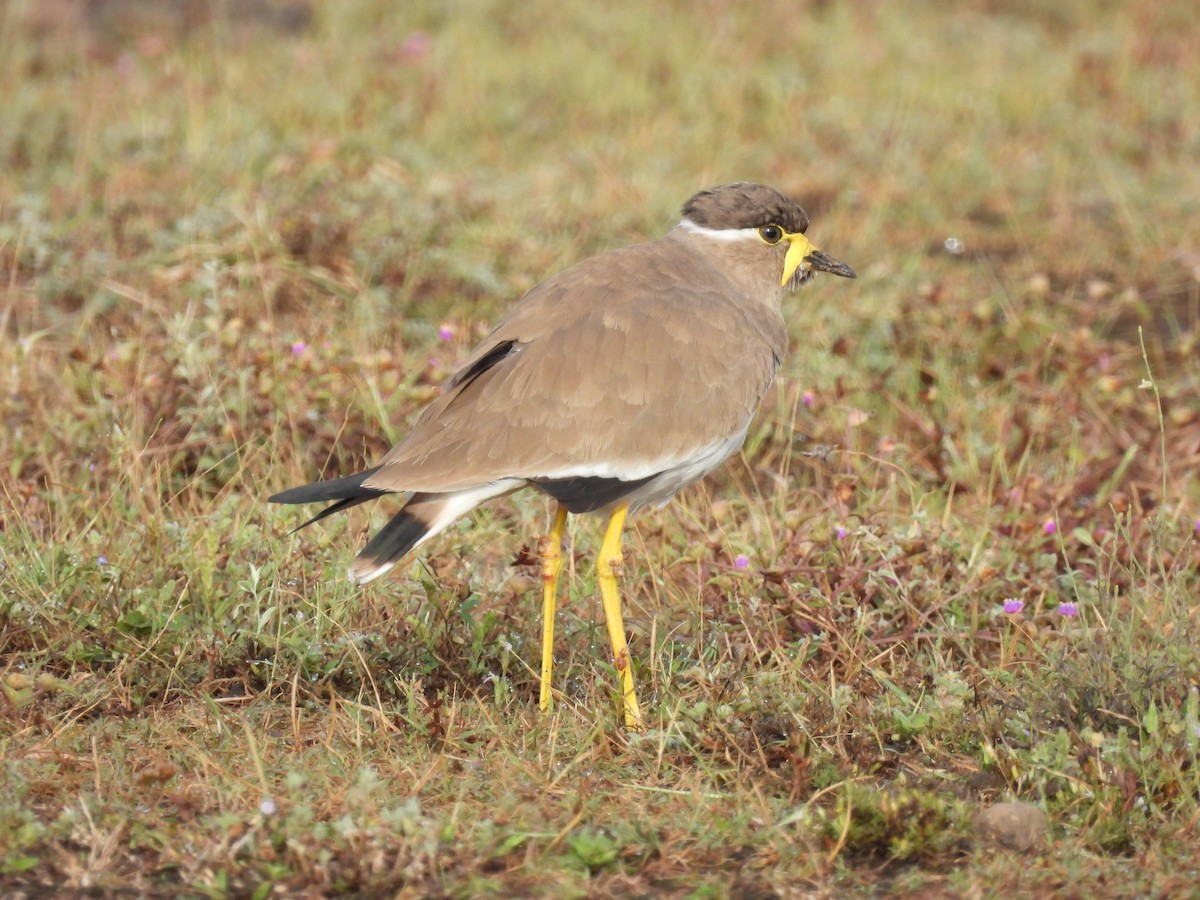 Yellow-wattled Lapwing - ML644065540