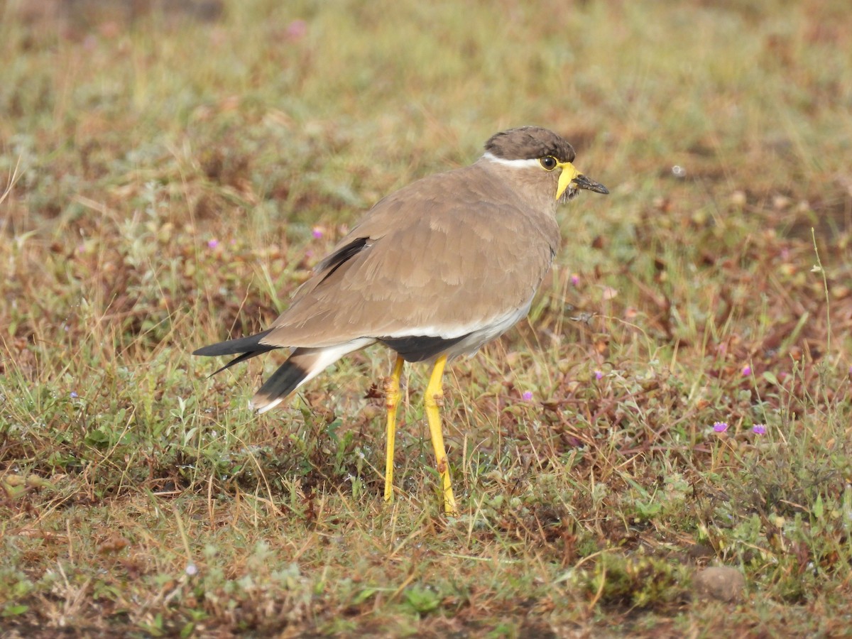 Yellow-wattled Lapwing - ML644065541