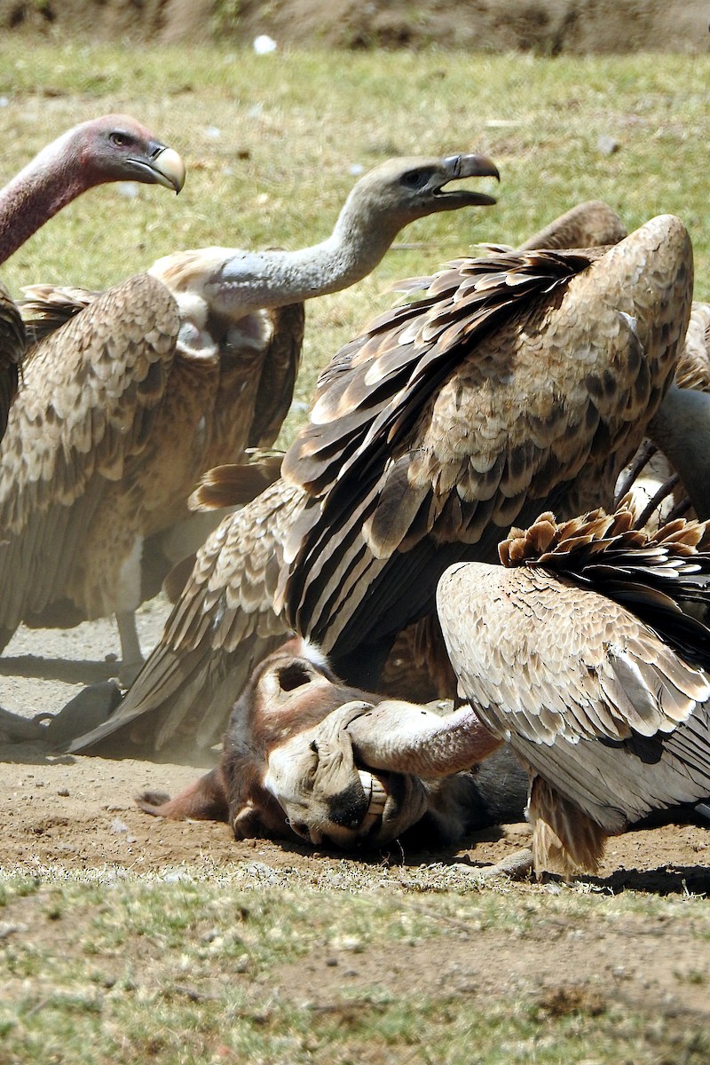 Rüppell's Griffon - ML644065553