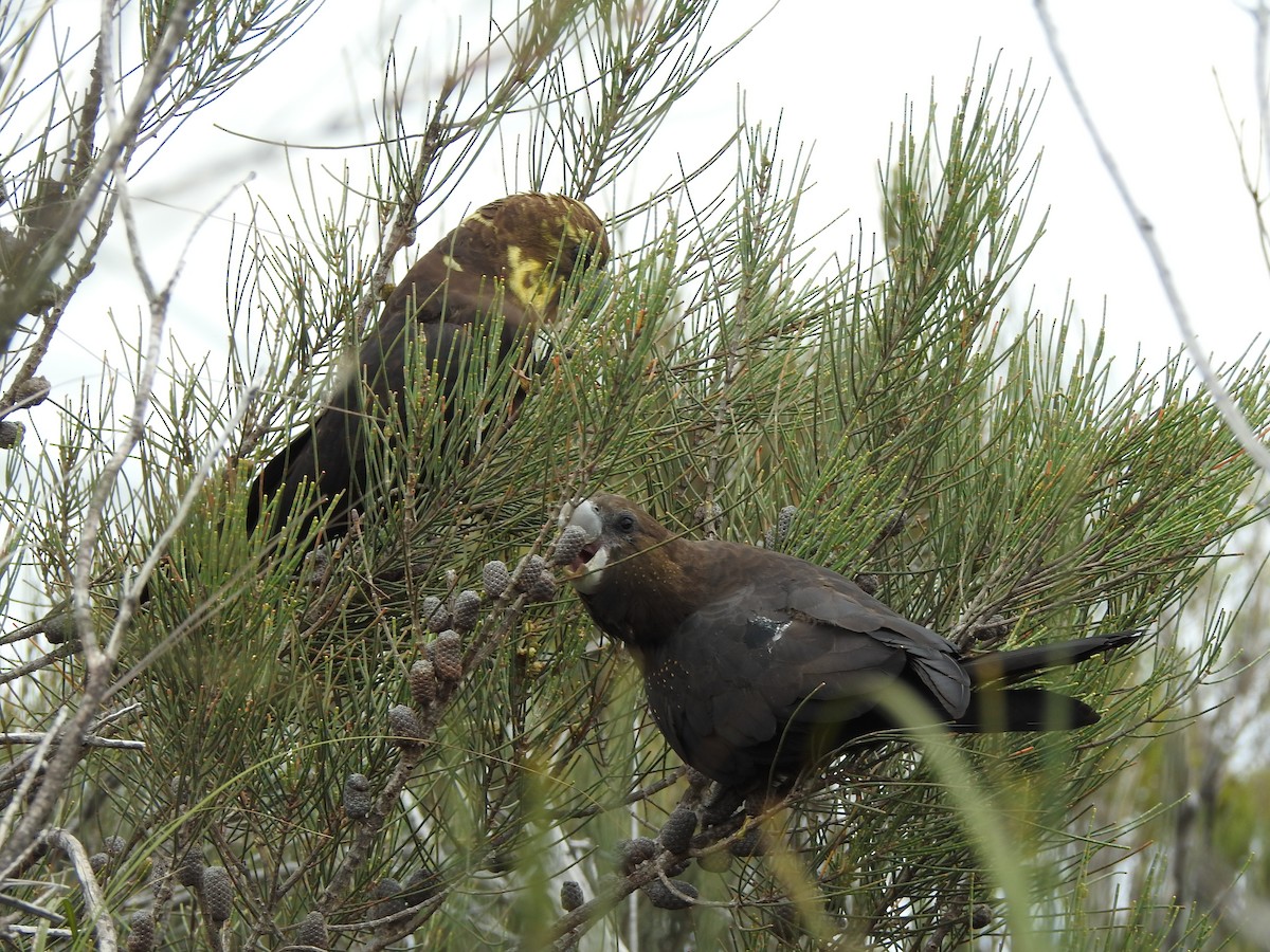Parlak Siyah Kakadu - ML644065555