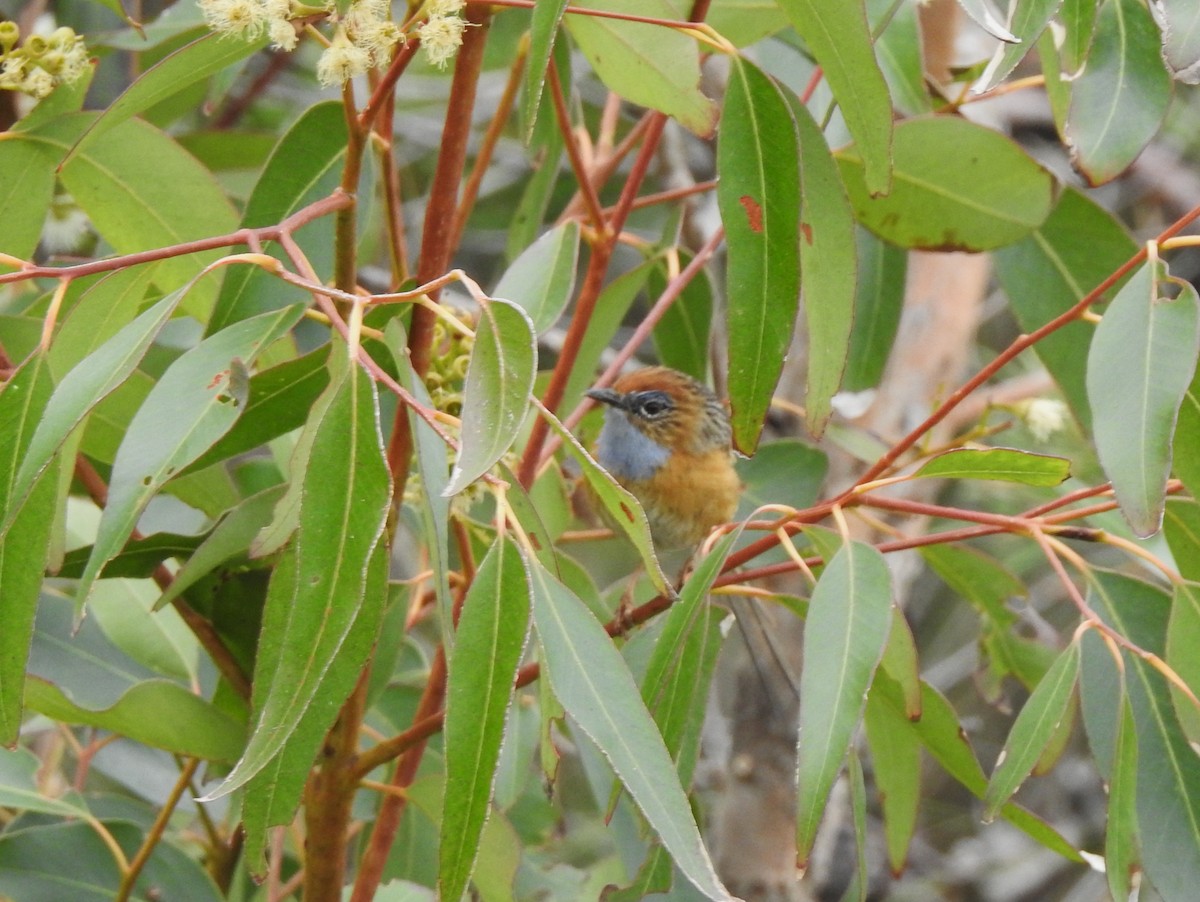 Southern Emuwren - ML644065558