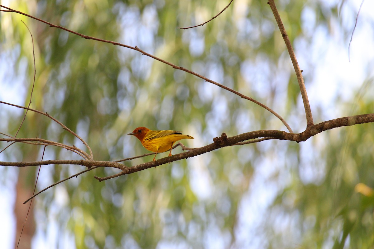 Yellow Warbler (Mangrove) - ML644065575