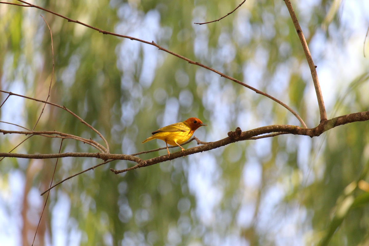 Yellow Warbler (Mangrove) - ML644065576