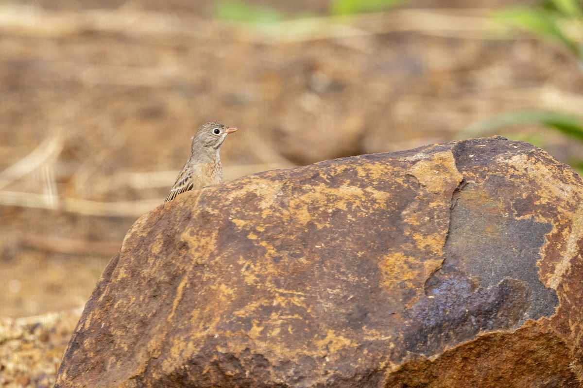 Gray-necked Bunting - ML644065577