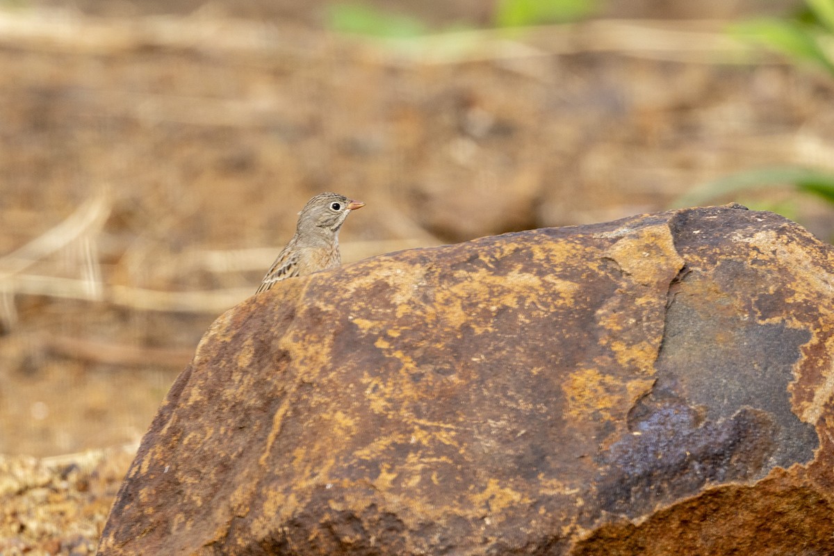 Gray-necked Bunting - ML644065578