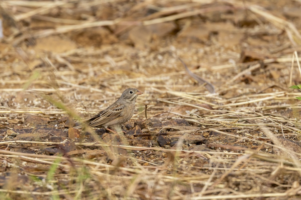 Gray-necked Bunting - ML644065583