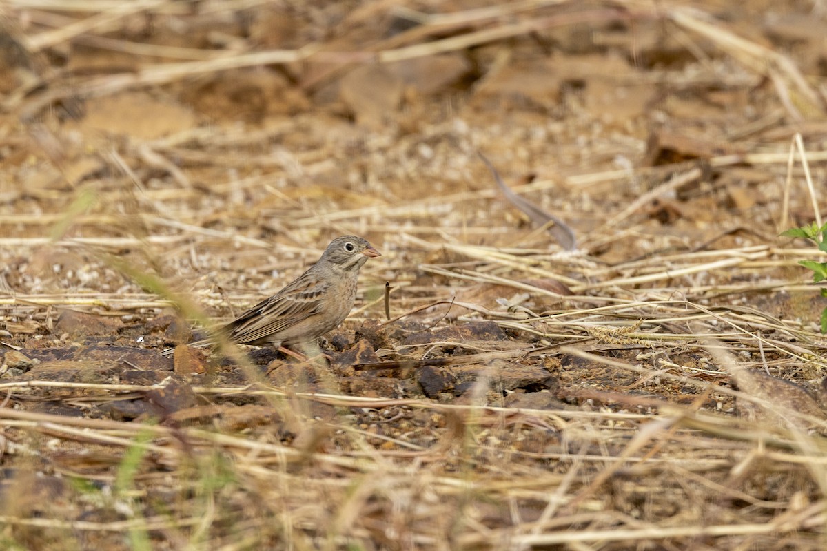Gray-necked Bunting - ML644065584