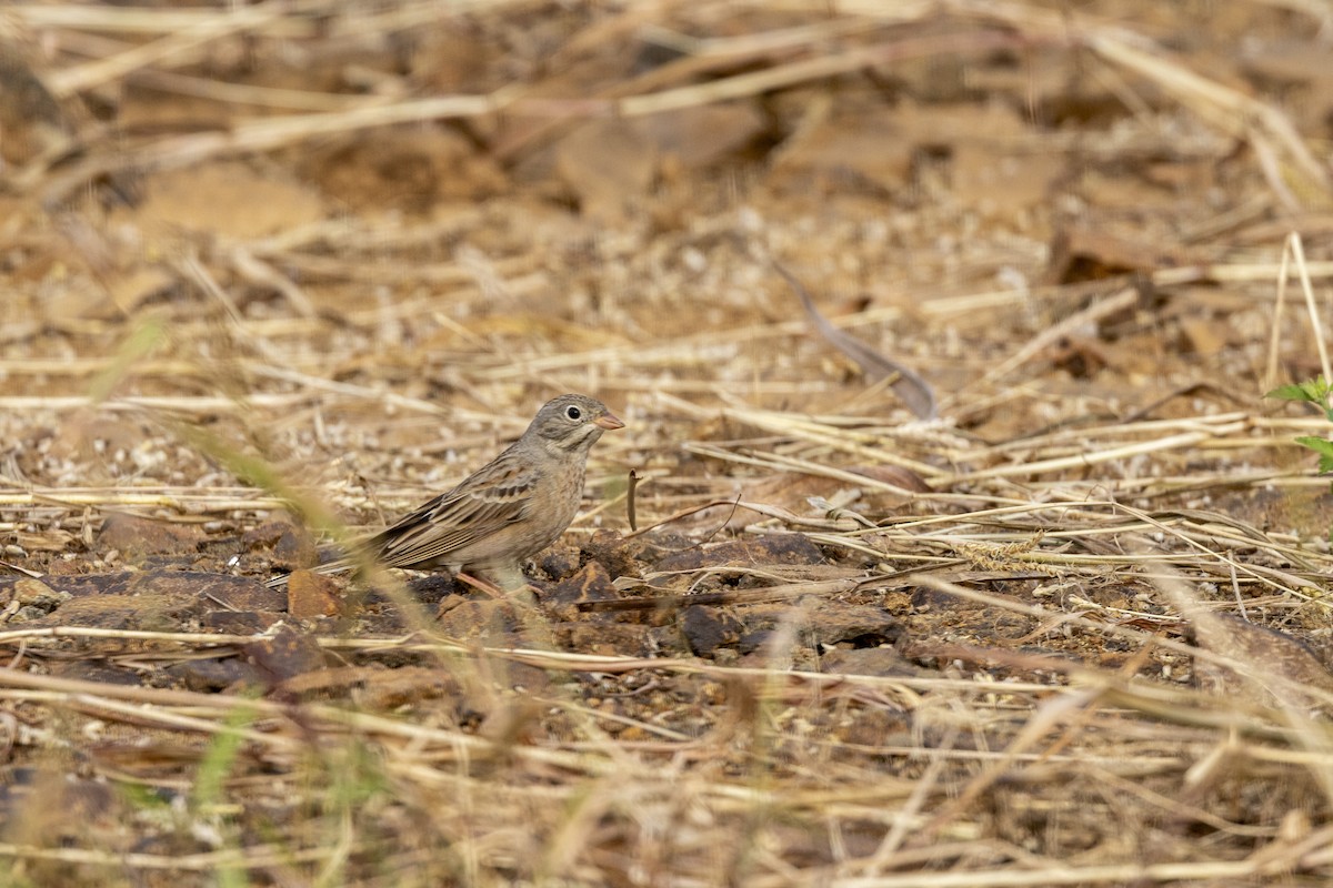 Gray-necked Bunting - ML644065586