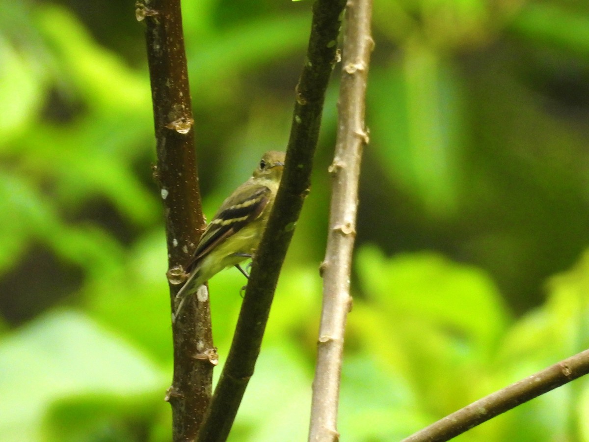Yellow-bellied Flycatcher - ML644065587