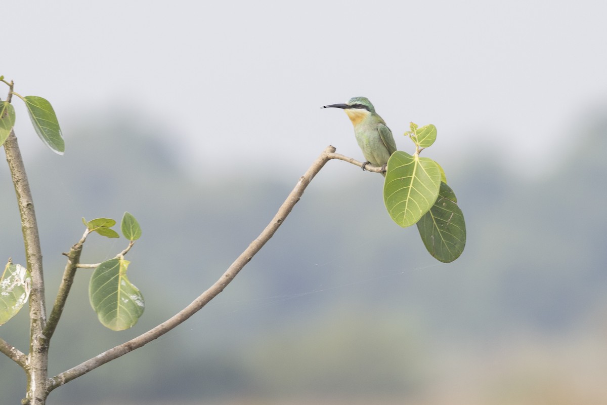 Blue-cheeked Bee-eater - ML644065594