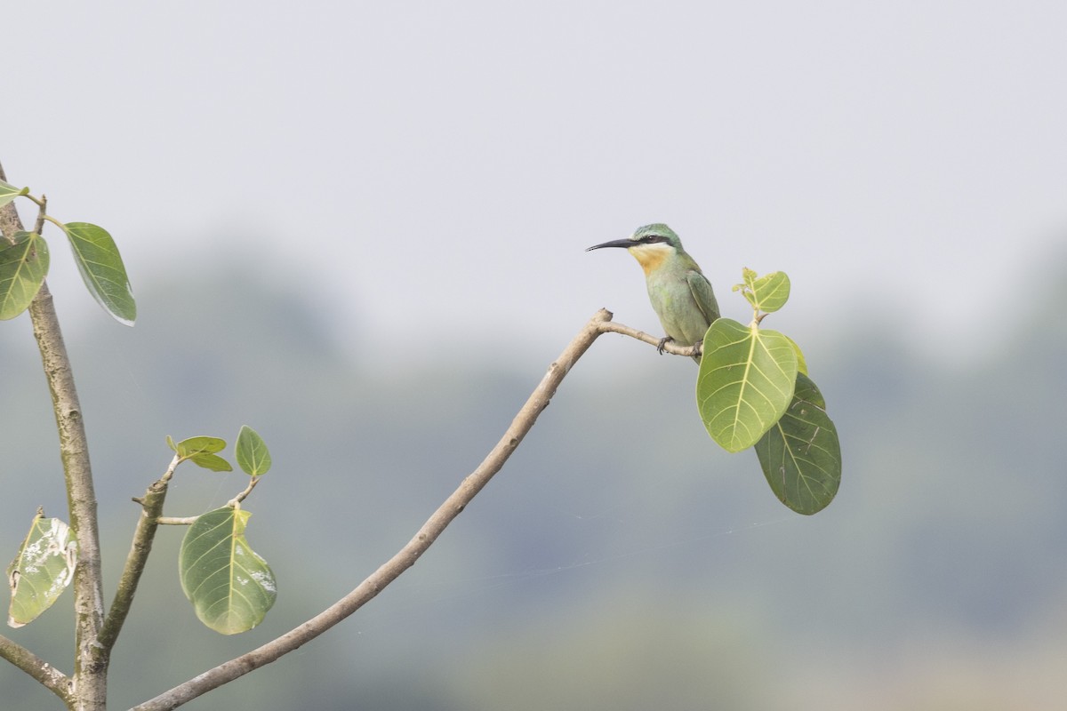 Blue-cheeked Bee-eater - ML644065595