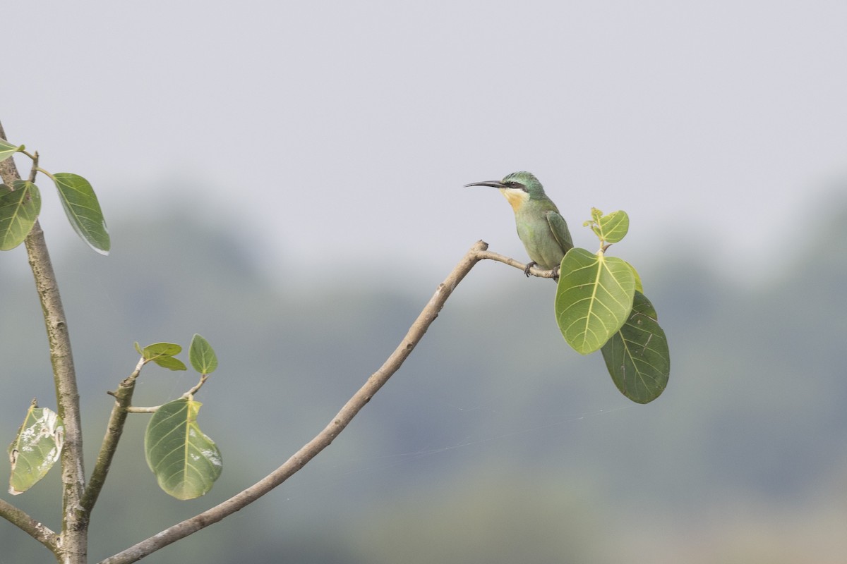 Blue-cheeked Bee-eater - ML644065596