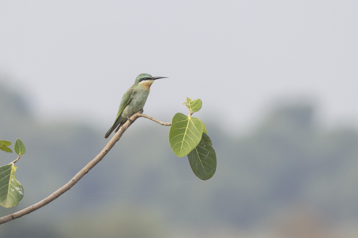 Blue-cheeked Bee-eater - ML644065597