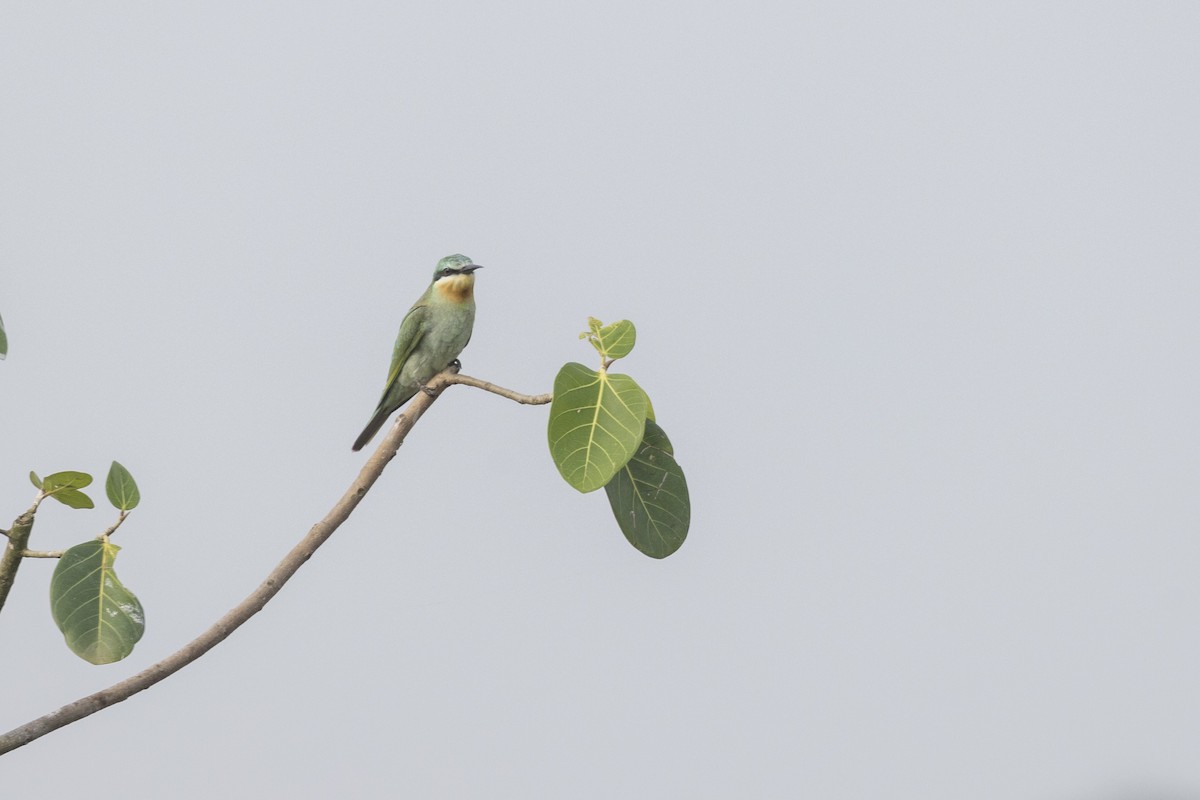 Blue-cheeked Bee-eater - ML644065598