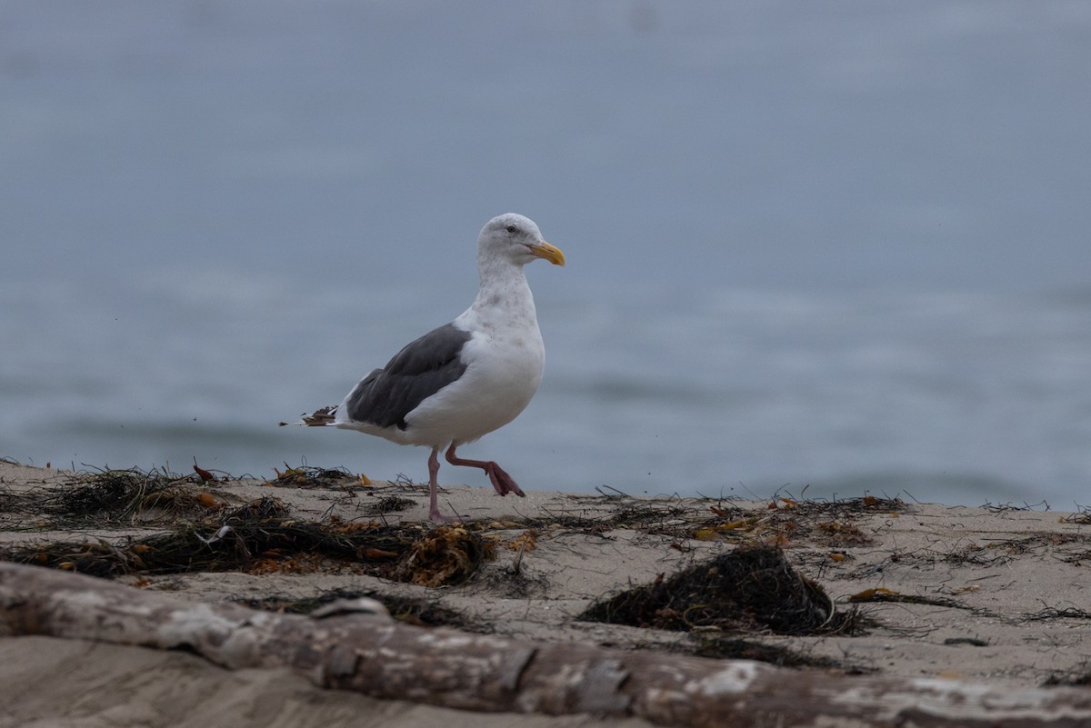 Western Gull - ML644065599