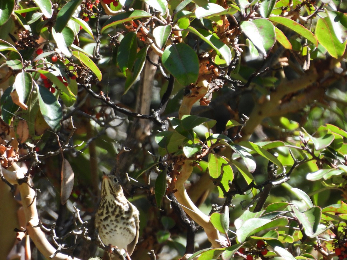 Hermit Thrush - ML644065617