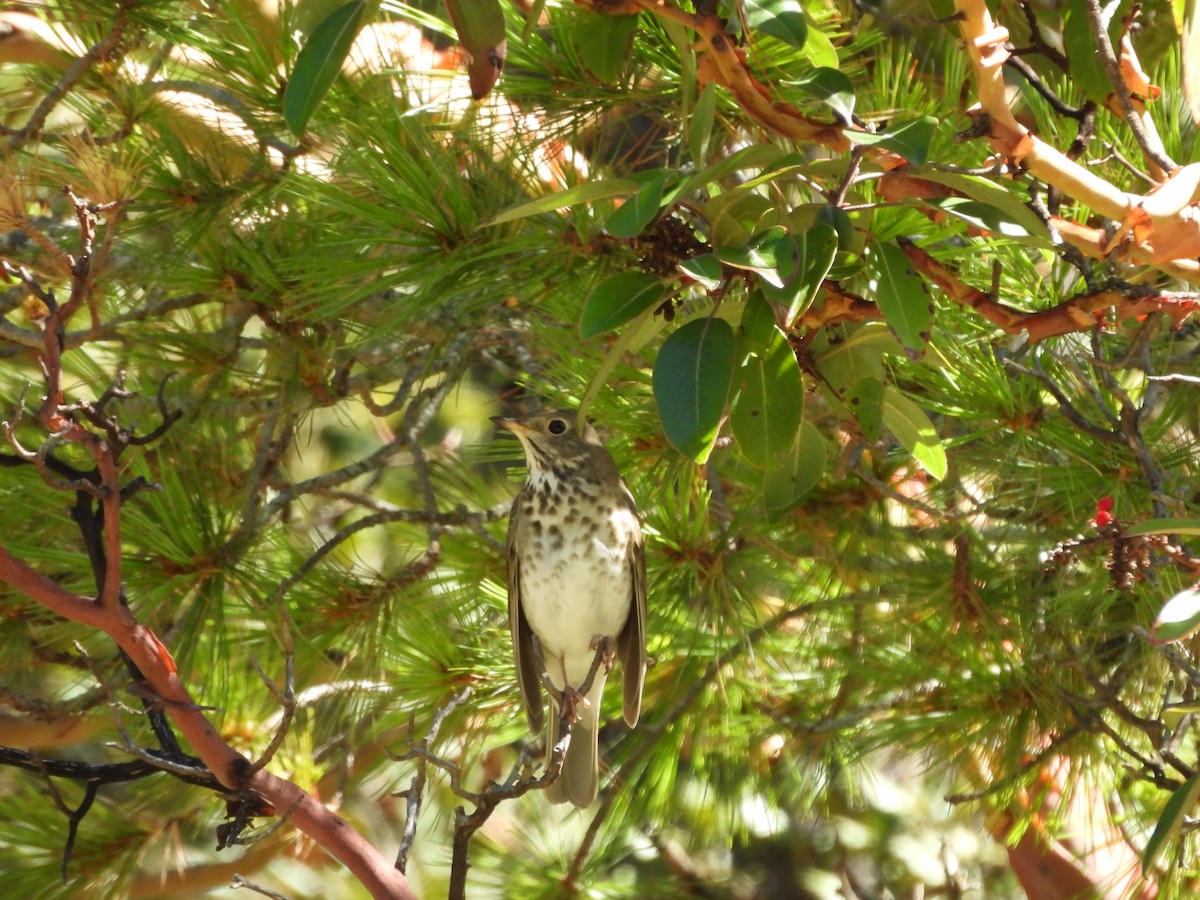 Hermit Thrush - ML644065618